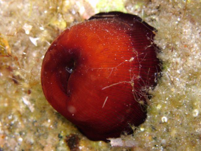 This is a few similar actinia from Caprera (North Sardinia - Italy).<br />It is few similar your photo, but it is more similar to <em>Actinia schmi...