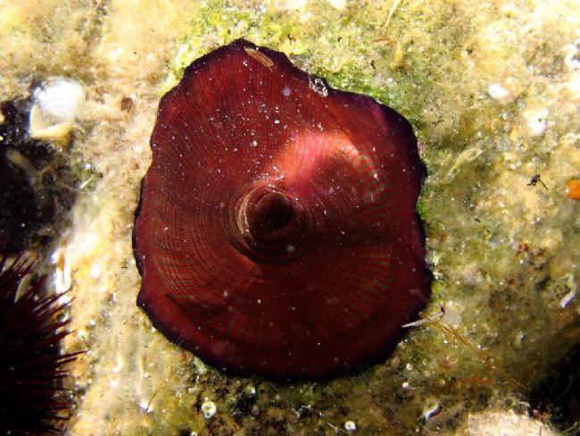 This is a similar actinia from Caprera (North Sardinia - Italy).<br />It is similar your photo, but it is similar to <em>Actinia schmidti</em>, too.