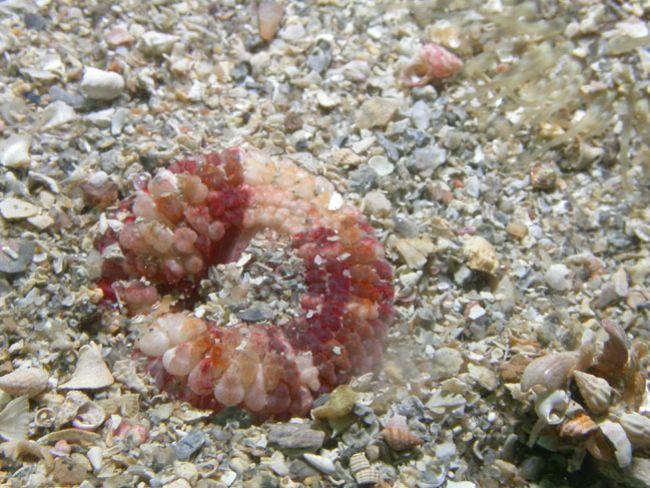 Bonsoir,<br />j'ai observé (très rarement) cette anémone impériale en Atlantique (Golfe du Morbihan et île de Bréhat)<br />Voici une photo prise à...