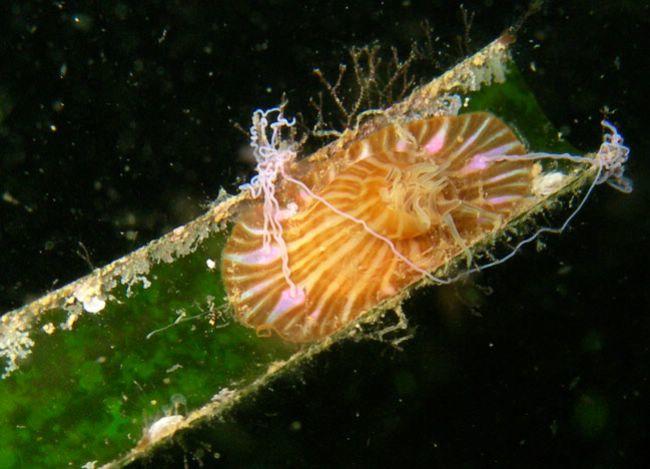 La même<em> Paractinia striata</em> (??) aprés un petit stress... :-)<br />