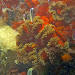 anemone (Metridium senile ?)