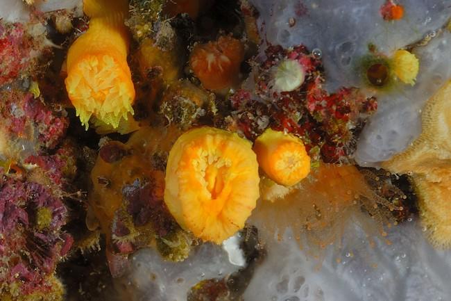 A priori, c'est le corail jaune solitaire entrouvert (<em>Leptopsammia pruvoti</em>), un scléractinaire de Méditerranée.<br />Voir photo jointe.