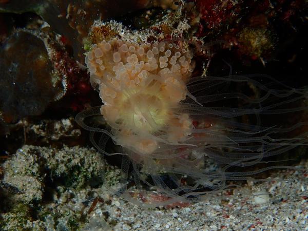 Anemone mystère du Golfe d'Aquaba