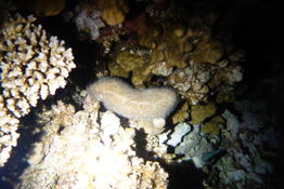 Anémone ou corail ?