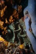 Anémone ou corail mou ?