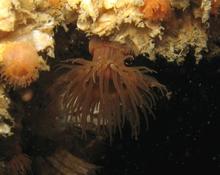 Anémone ou corail ?