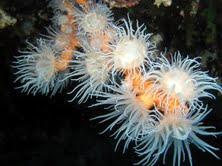 anemone ou corail