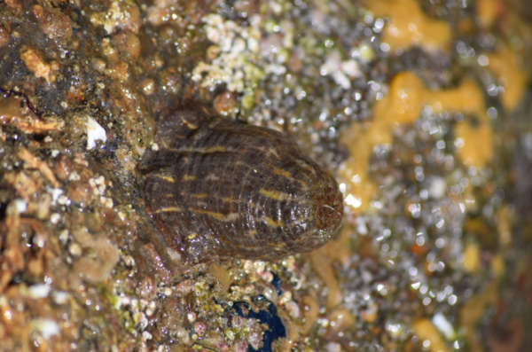 Anémone parasite (Calliactis parasitica) ?