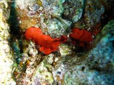 anémone rouge de Mer Rouge?