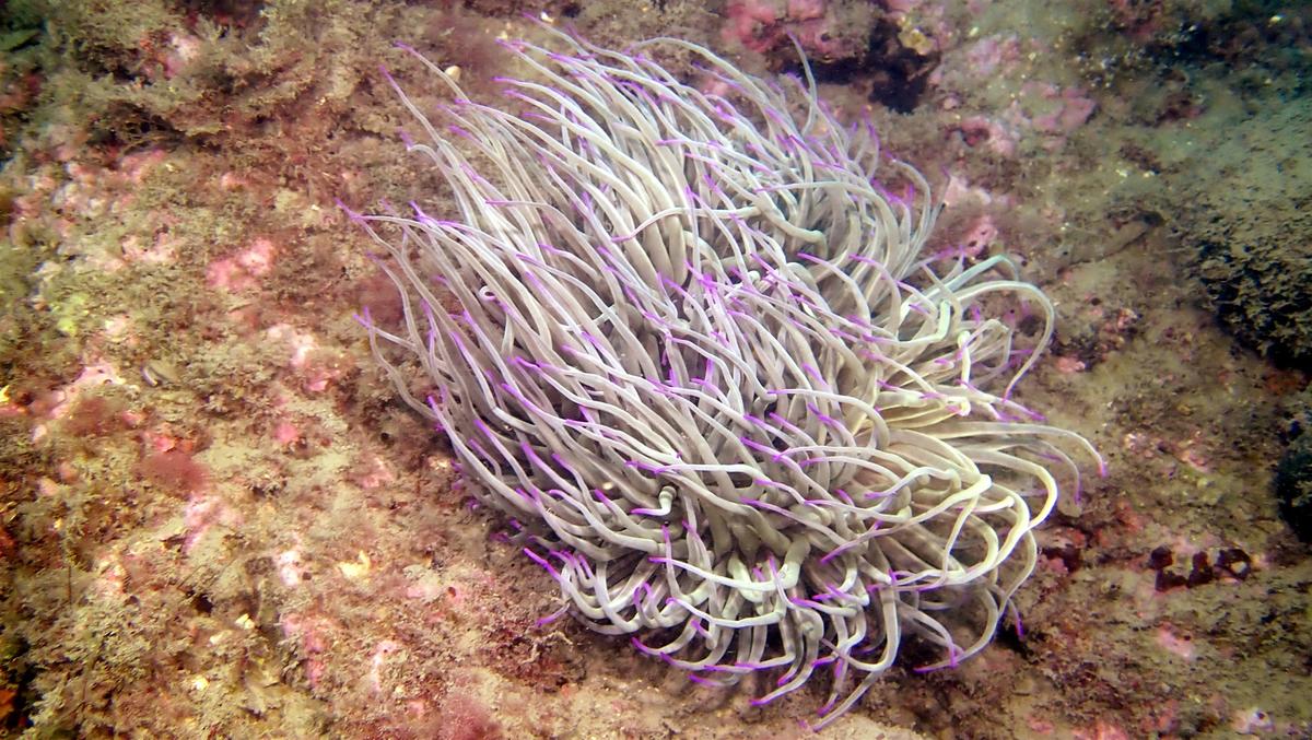 Anemone verte de Mediterranée ?