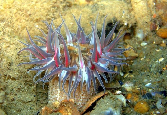  j'avais cru comprendre que ces anémones observées à Arcachon étaient identifiées comme <em>Urticina felina</em>, mais je connais que très peu cett...