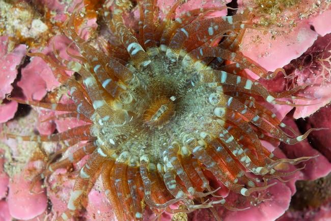 La voila, elle a été prise à 26 m de profondeur, sur une roche en épibionte sur une algue calcaire rouge.