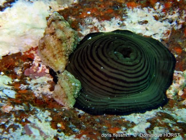 un autre specimen pris le lendemain avec une symbiose (?) de <em>Coralliophila meyendorffii</em> (identifier par André Hoarau), qui se rencontre pl...