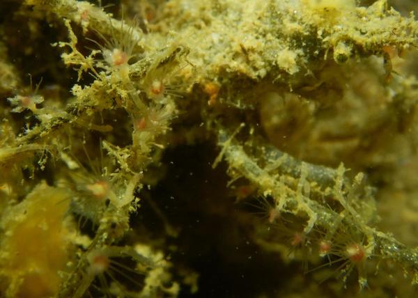 anémones microscopiques et colorées sur pattes d'arraignée de mer