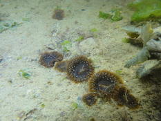 anemones noires des sables ?