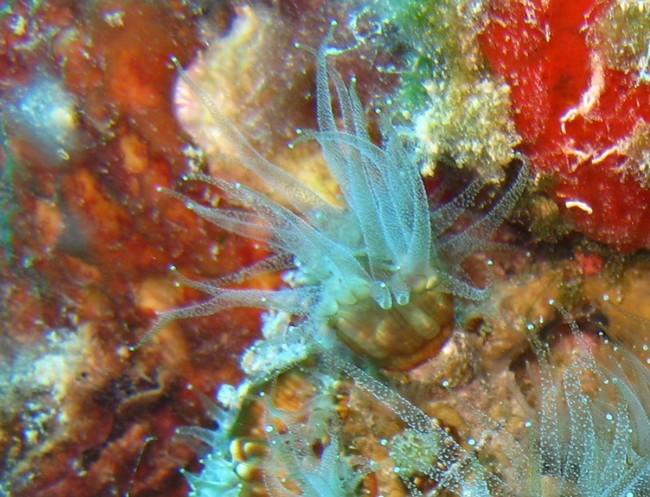 Ce n'est pas très clair il faudra y retourner !<br />Je pense à ceci, photographié par Céline Lannier (voir la photo) <br />Elle poussait en grande...