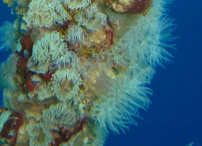 je tente une photo aggrandie, avec un zoom sur le pied de l'anémone .<br /><br /><em>@ Vincent, pour le blog et les références dont tu parles, il s...