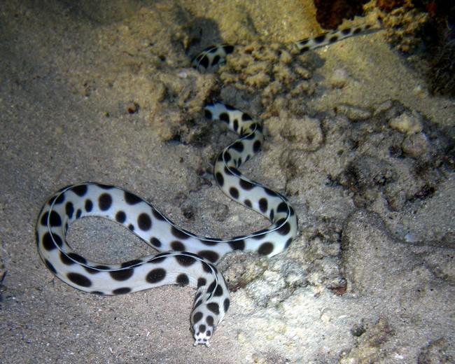 <p>Effectivement ! Un mois plus tard après ce cliché, j’ai revu  une anguille serpent  maculée (Myrichthys maculosus). Par chance,  elle était sort...