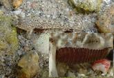 Anilocre sur gobie en Bretagne