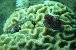 Animal sur corail (Martinique)