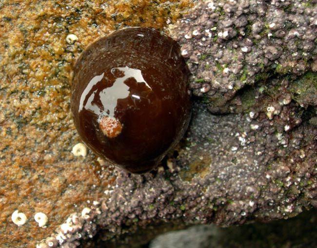 Je pense à des anémones de mer rétractées à marée basse :<br /><br /><em>Actinia cf equina</em> ? (cette variante ou espèce proche est plus foncée...