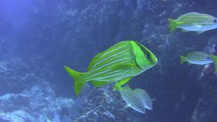Anisotremus virginicus ou A. taeniatus ?