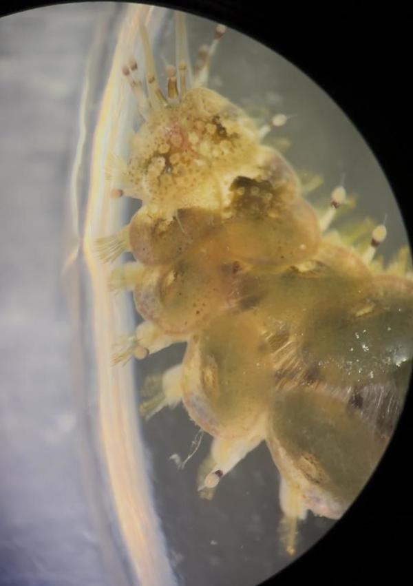 Annélide à plateaux - Lepidonotus clava