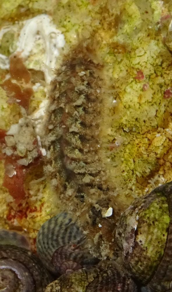 Annélide de l'estran