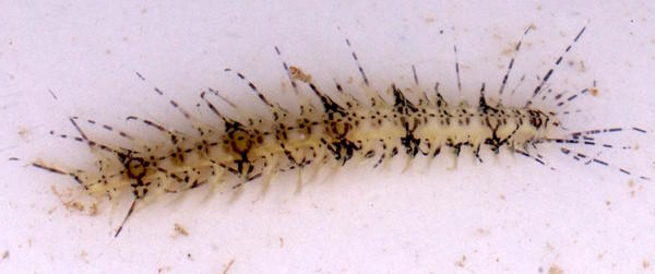 Annélide (ou échinoderme ?) de Mayotte