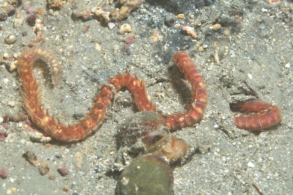 Annélide polychète. Scoloplos armiger ?