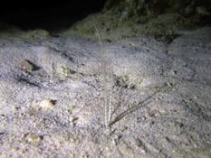 Antennes sortant du sable