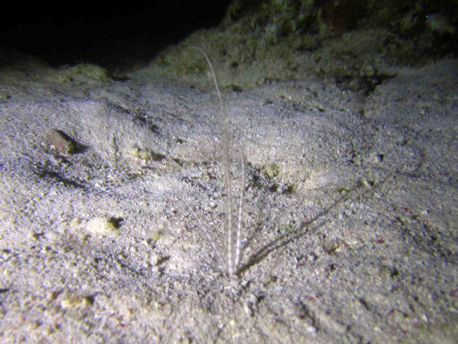 Antennes sortant du sable