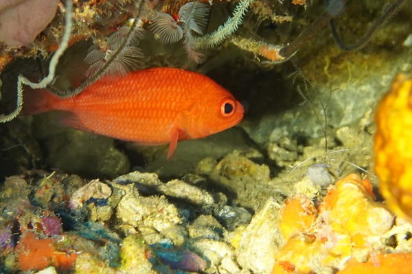 Anthias ?