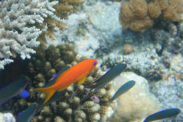 Anthias ? 