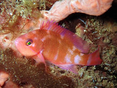 Anthias de nuit