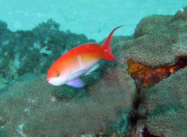 anthias