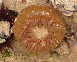 Anthopleura?