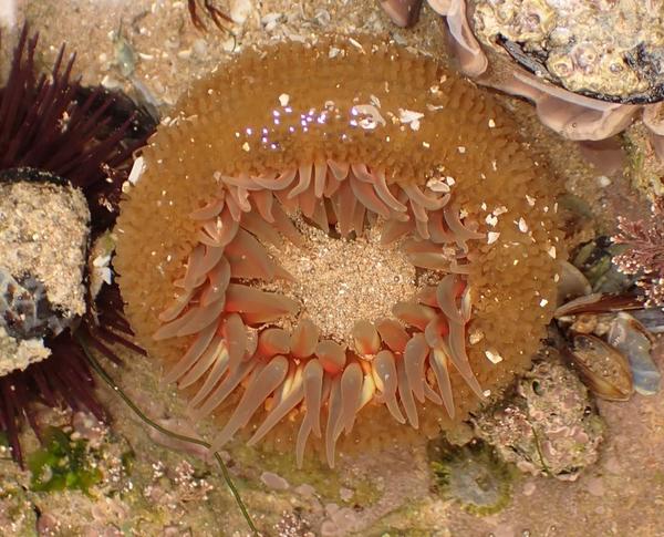 Anthopleura?