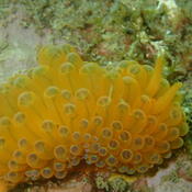 antiopelle ?mais couleur orange