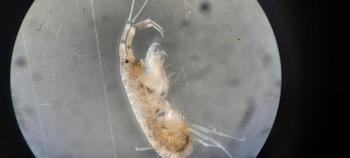 Aoridae ou  Ischyroceridae