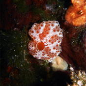 Aplidium elegans (adriatic morph)?