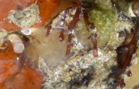 Aplidium glabrum ?
