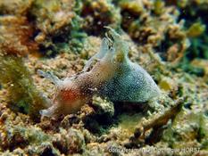 Aplysia parvula décoloré ?