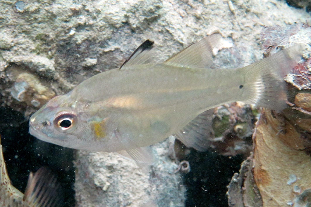 Apogon Fibramia de Mayotte
