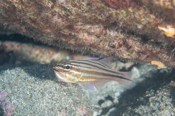 Apogon Ile de la Reunion