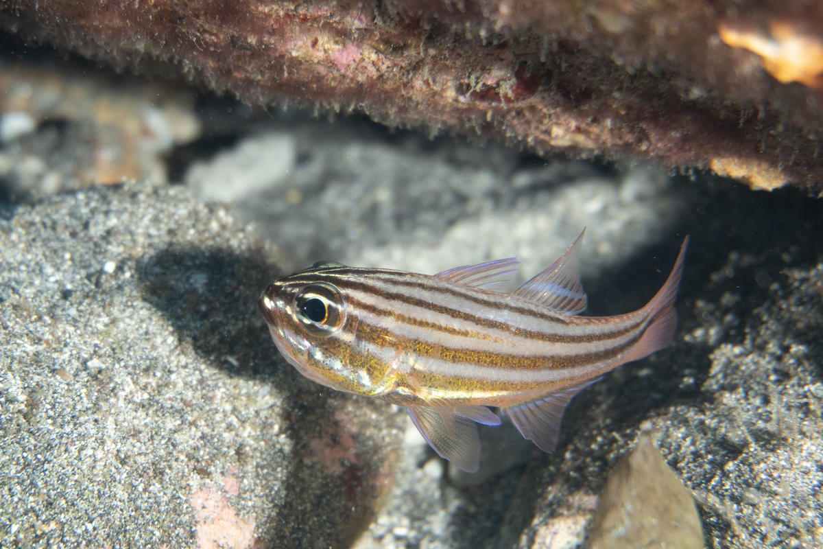 <p>Et voici la deuxième photo. Moins intéressante que la première, mais au cas où elle pourrait être utile…</p>