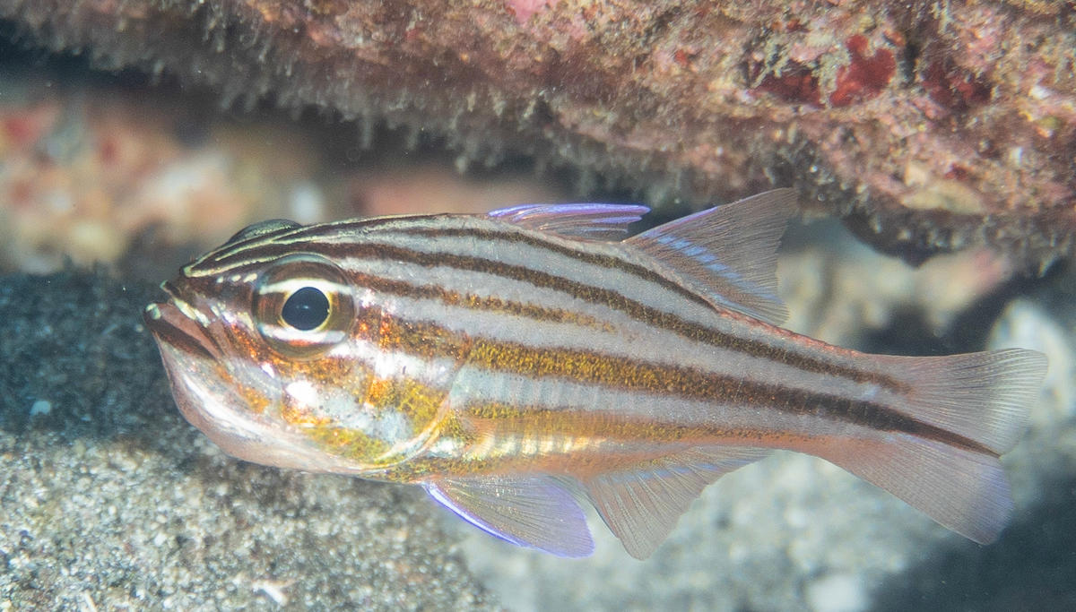 <p>Voila la photo avec un cadrage plus serré, ou je l'espère nous voyons un peu mieux les détails dans la bouche.</p>