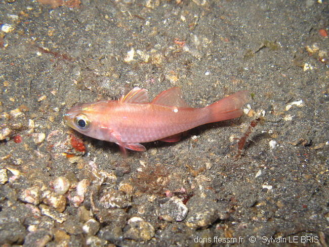 Celui là je n'ai pas réussi à l'identifier ... je l'ai vu moi aussi à Lembeh