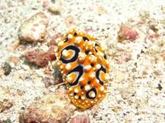Appareil reproducteur de Phyllidia ocellata ?