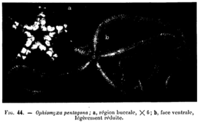 Appel à observation : ophiure mystère de Méditerranée